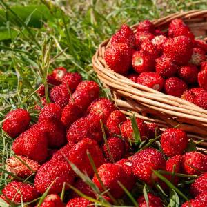 Fraisier des Bois - BIO